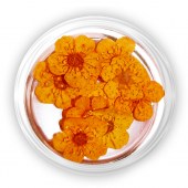 Φυσικα λουλουδια για διακόσμηση νυχιών πορτοκαλι